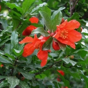 Salavatski Pomegranate Tree Live Plant - Cold Hardy Russian Fruit Tree for Zones 6-9 - Image 8