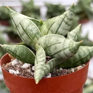 Sansevieria Bonji Live Plant – Rare Snake Plant, 2.5 inch Pot, Indoor - Image 1