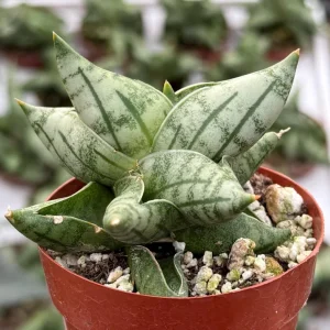 Sansevieria Bonji Live Plant – Rare Snake Plant, 2.5 inch Pot, Indoor - Image 2