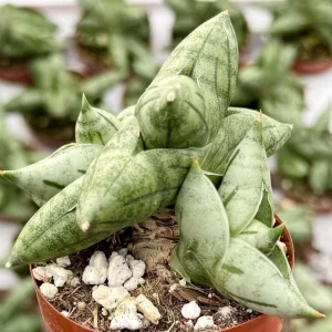 Sansevieria Bonji Live Plant – Rare Snake Plant, 2.5 inch Pot, Indoor - Image 3