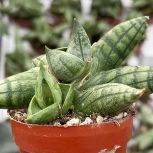 Sansevieria Bonji Live Plant – Rare Snake Plant, 2.5 inch Pot, Indoor - Image 4