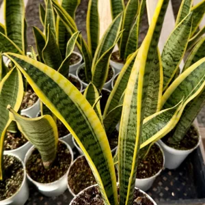 Sansevieria Laurentii Snake Plant Live Houseplant in 4 inch Pot - Image 2