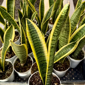 Sansevieria Laurentii Snake Plant Live Houseplant in 4 inch Pot - Image 3