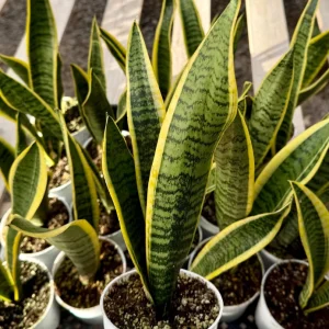 Sansevieria Laurentii Snake Plant Live Houseplant in 4 inch Pot - Image 1