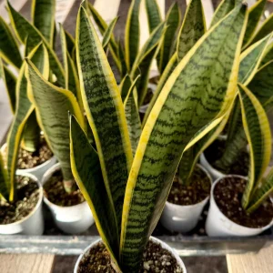 Sansevieria Laurentii Snake Plant Live Houseplant in 4 inch Pot - Image 4
