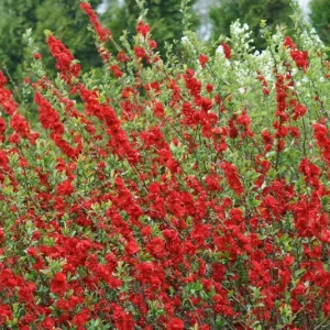Scarlet Storm Flowering Quince Live Plant 6-9 Inch - Outdoor Shrub - Image 1