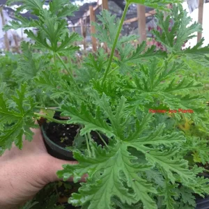Scented Geranium Citronella Live Plant – 4 inch Pot – Outdoor - Image 2