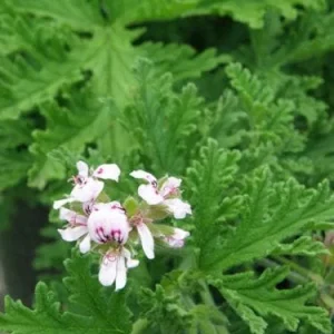 Scented Geranium Citronella Live Plant – 4 inch Pot – Outdoor - Image 1