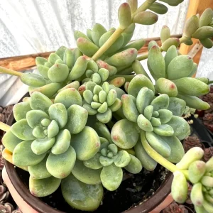 Sedum Clavatum Live Plant – Tiscalatengo Gorge Succulent – 4 Inch Pot – Indoor/Outdoor - Image 3