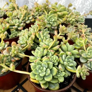 Sedum Clavatum Live Plant – Tiscalatengo Gorge Succulent – 4 Inch Pot – Indoor/Outdoor - Image 4