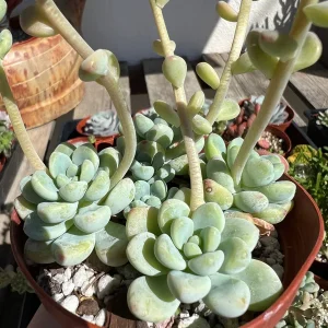 Sedum Clavatum Live Plant – Tiscalatengo Gorge Succulent – 4 Inch Pot – Indoor/Outdoor - Image 6