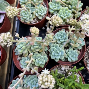 Sedum Clavatum Live Plant – Tiscalatengo Gorge Succulent – 4 Inch Pot – Indoor/Outdoor - Image 8