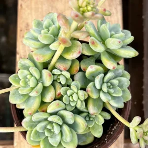 Sedum Clavatum Live Plant – Tiscalatengo Gorge Succulent – 4 Inch Pot – Indoor/Outdoor - Image 1