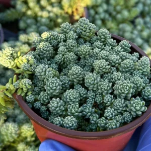 Sedum Dasyphyllum Major Live Succulent Plant – Corsican Stonecrop 4 inch Pot - Image 2