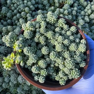 Sedum Dasyphyllum Major Live Succulent Plant – Corsican Stonecrop 4 inch Pot - Image 3