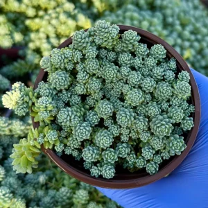 Sedum Dasyphyllum Major Live Succulent Plant – Corsican Stonecrop 4 inch Pot - Image 1