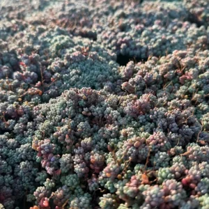 Sedum Dasyphyllum Minor Live Plant – Corsican Stonecrop Succulent – Colorful Blue-Green Foliage - Image 1