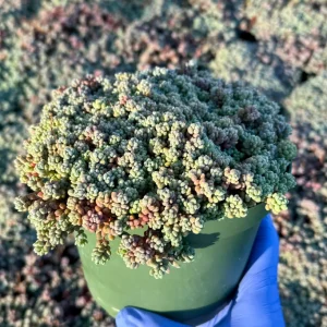 Sedum Dasyphyllum Minor Live Plant – Corsican Stonecrop Succulent – Colorful Blue-Green Foliage - Image 2