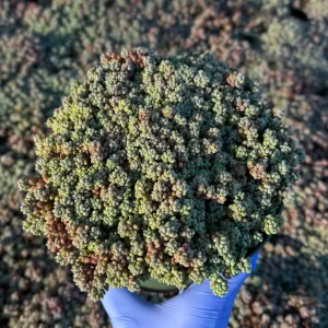 Sedum Dasyphyllum Minor Live Plant – Corsican Stonecrop Succulent – Colorful Blue-Green Foliage - Image 3