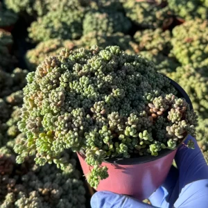 Sedum Dasyphyllum Minor Live Plant – Corsican Stonecrop Succulent – Colorful Blue-Green Foliage - Image 4
