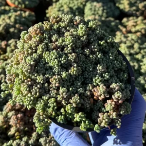 Sedum Dasyphyllum Minor Live Plant – Corsican Stonecrop Succulent – Colorful Blue-Green Foliage - Image 5