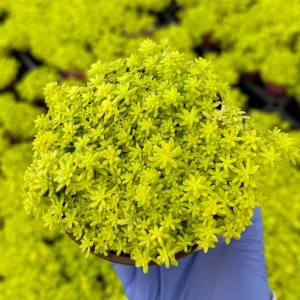 Sedum Japonicum Tokyo Sun Stonecrop Live Plant - Yellow Succulent Outdoor - Image 2