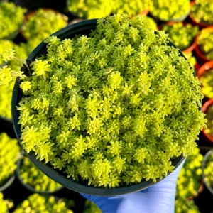 Sedum Japonicum Tokyo Sun Stonecrop Live Plant - Yellow Succulent Outdoor - Image 3