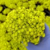 Sedum Japonicum Tokyo Sun Stonecrop Live Plant - Yellow Succulent Outdoor - Image 1