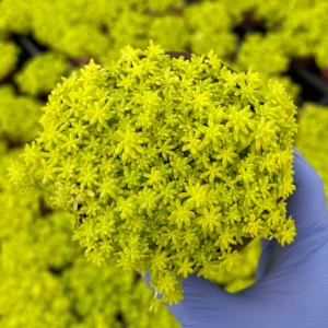 Sedum Japonicum Tokyo Sun Stonecrop Live Plant - Yellow Succulent Outdoor - Image 1
