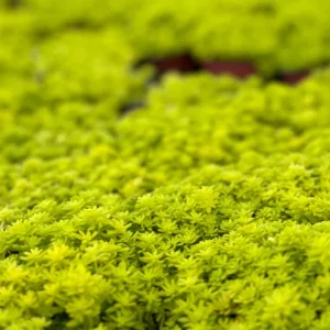 Sedum Japonicum Tokyo Sun Stonecrop Live Plant - Yellow Succulent Outdoor - Image 4