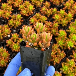 Sedum Jelly Bean Plant Live Succulent - 2 inch Pot - Indoor/Outdoor - Image 2
