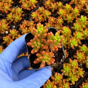 Sedum Jelly Bean Plant Live Succulent - 2 inch Pot - Indoor/Outdoor - Image 3