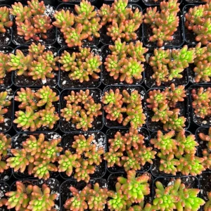 Sedum Jelly Bean Plant Live Succulent - 2 inch Pot - Indoor/Outdoor - Image 4