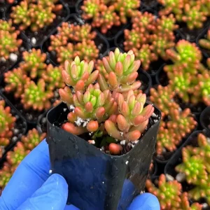 Sedum Jelly Bean Plant Live Succulent - 2 inch Pot - Indoor/Outdoor - Image 1