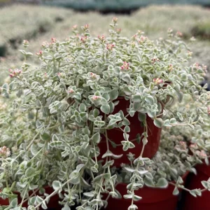 Sedum Little Missy 4" Variegated Succulent Live Trailing Plant - Tricolor Ground Cover - Image 1