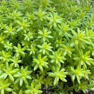 Sedum Tokyo Sun Succulent Live Plant – Yellow Stonecrop in 4 Inch Pot - Image 2