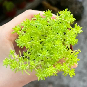 Sedum Tokyo Sun Succulent Live Plant – Yellow Stonecrop in 4 Inch Pot - Image 4