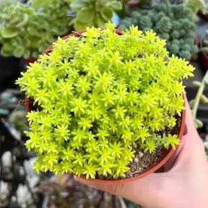 Sedum Tokyo Sun Succulent Live Plant – Yellow Stonecrop in 4 Inch Pot - Image 1