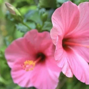 Seminole Pink Hibiscus Live Plant, Tropical Rosa-Sinensis, 5-9" Tall, 2-Pack - Image 2