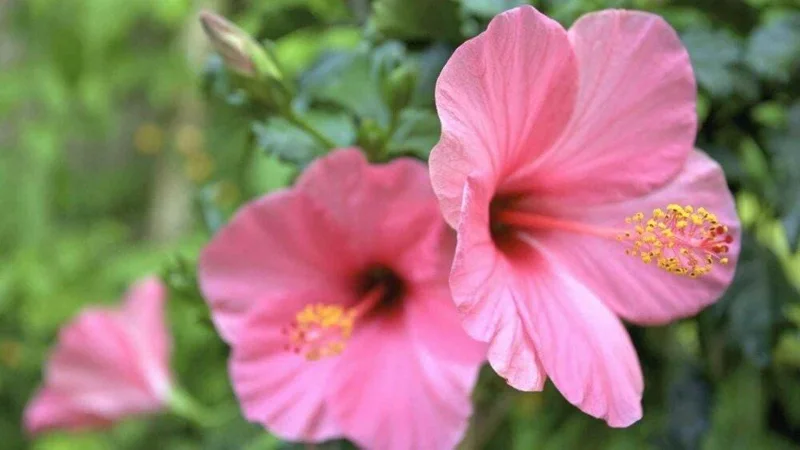 Seminole Pink Hibiscus Live Plant, Tropical Rosa-Sinensis, 5-9" Tall, 2-Pack - Image 2