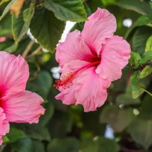 Seminole Pink Hibiscus Live Plant, Tropical Rosa-Sinensis, 5-9