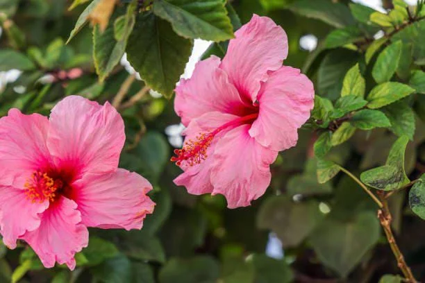 Seminole Pink Hibiscus Live Plant, Tropical Rosa-Sinensis, 5-9" Tall, 2-Pack - Image 3