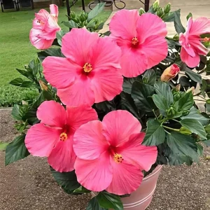 Seminole Pink Hibiscus Live Plant, Tropical Rosa-Sinensis, 5-9