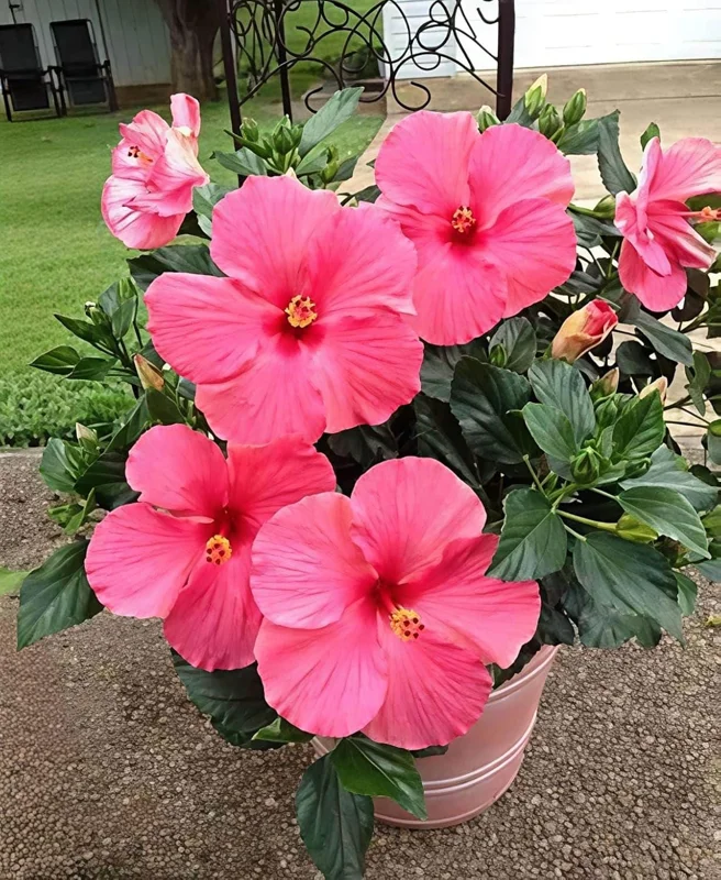 Seminole Pink Hibiscus Live Plant, Tropical Rosa-Sinensis, 5-9" Tall, 2-Pack - Image 4