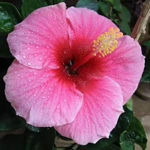 Seminole Pink Hibiscus Live Plant, Tropical Rosa-Sinensis, 5-9