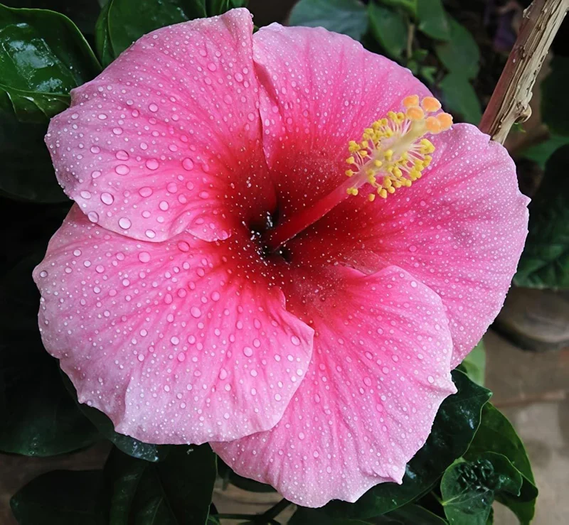 Seminole Pink Hibiscus Live Plant, Tropical Rosa-Sinensis, 5-9" Tall, 2-Pack - Image 5