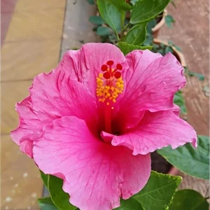 Seminole Pink Hibiscus Live Plant, Tropical Rosa-Sinensis, 5-9