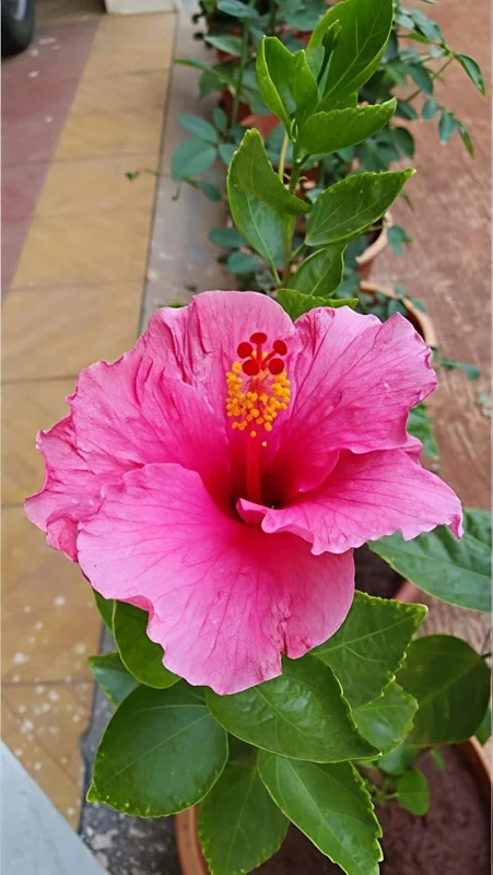 Seminole Pink Hibiscus Live Plant, Tropical Rosa-Sinensis, 5-9" Tall, 2-Pack - Image 6
