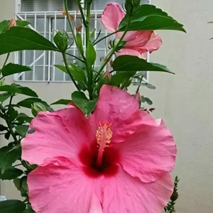 Seminole Pink Hibiscus Live Plant, Tropical Rosa-Sinensis, 5-9