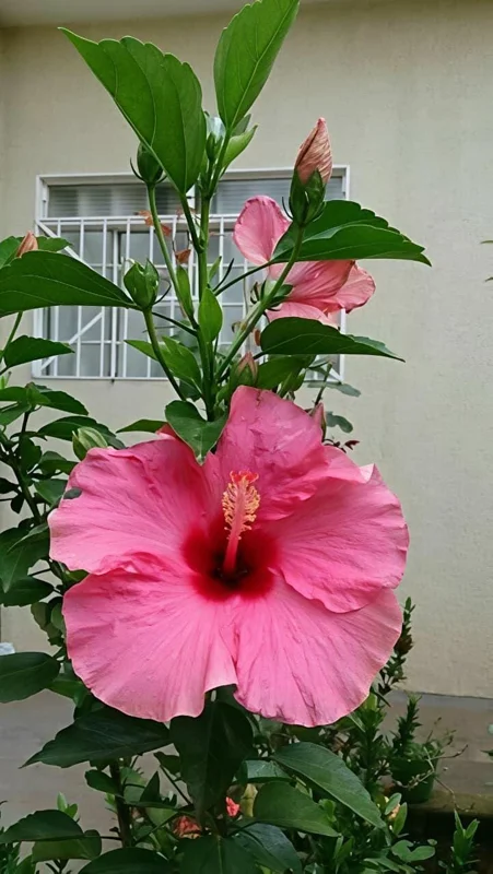 Seminole Pink Hibiscus Live Plant, Tropical Rosa-Sinensis, 5-9" Tall, 2-Pack - Image 7